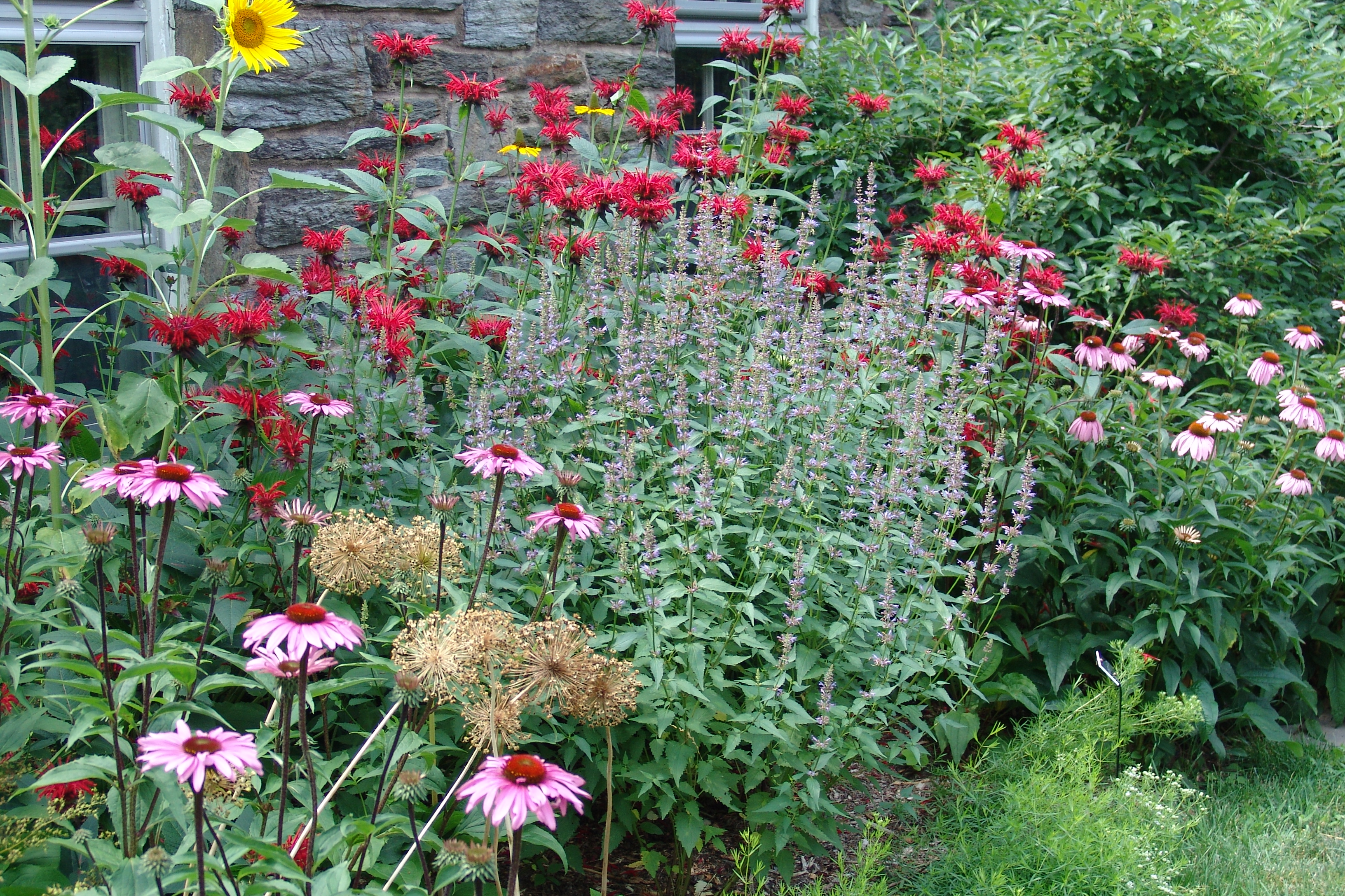 Monarda Is For The Hummingbirds Scott Arboretum