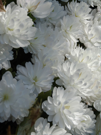 Sanguinaria canadensis 'Multiplex' photo credit: R. Robert