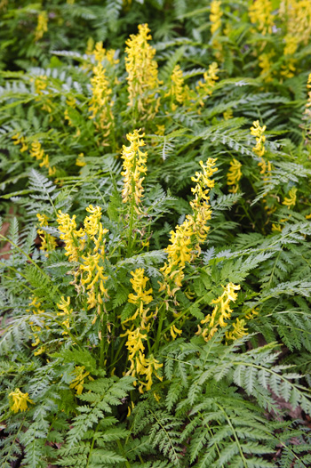 Corydalis cheilanthifolia photo credit:R. Maurer