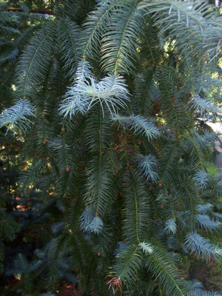 Cunninghamia lanceolata 'Glauca' photo credit: J. Coceano