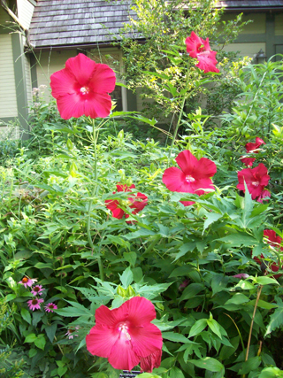 Hibiscus moscheutos 'Lord Baltimore' photo credit: J. Coceano