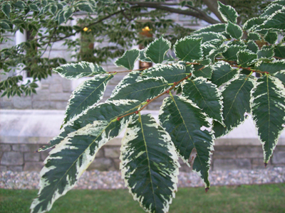 Zelkova serrata 'Goshiki' photo credit: J. Coceano