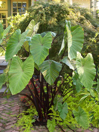 Alocasia plumbaea ii