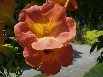 Campsis grandiflora 'Morning Calm' photo credit: J. Coceano