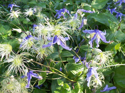 Clematis integrifolia