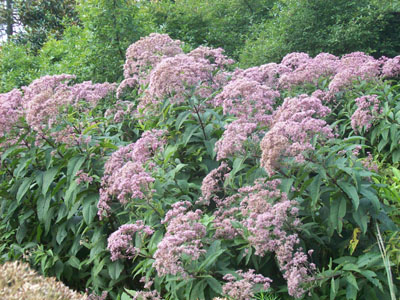 Eupatorium purpureum subsp. maculatum 'Gateway' ii