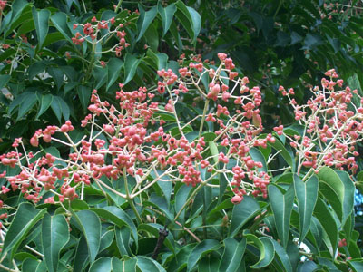 Euscaphis japonica closeup