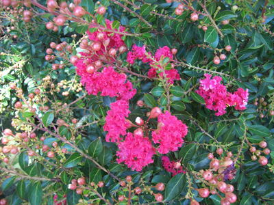 Lagerstroemia 'Cherry Dazzle' (R)