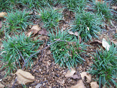 Ophiopogon japonicus 'Nanus' grouping