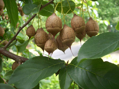 Sinojackia xylocarpa fruit ii