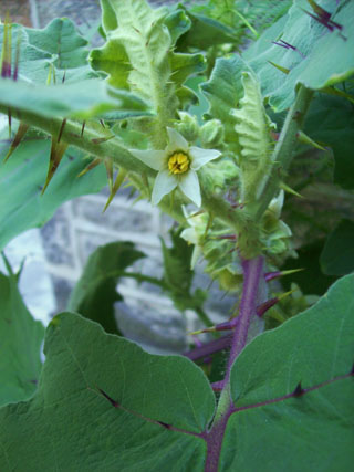 Solanum quitoense flower closeup