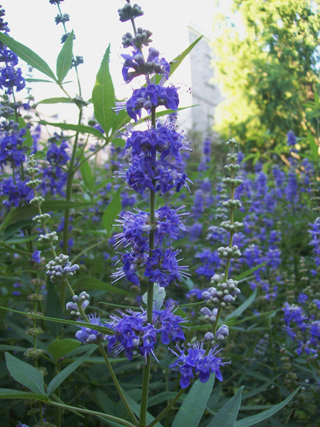 Vitex agnus-castus 'Mississippi Blues' flower