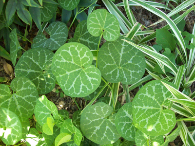 Aristolochia fimbriata iii