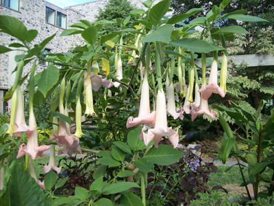 Brugmansia 'Ecuador Pink' Cosby Courtyard