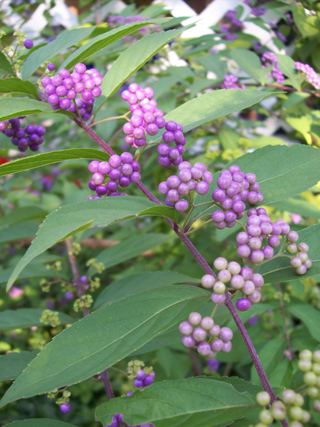 Callicarpa dichotoma ii