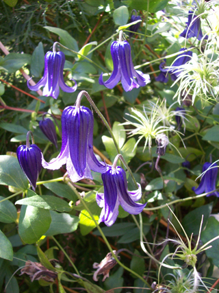 Clematis 'Rooguchi'