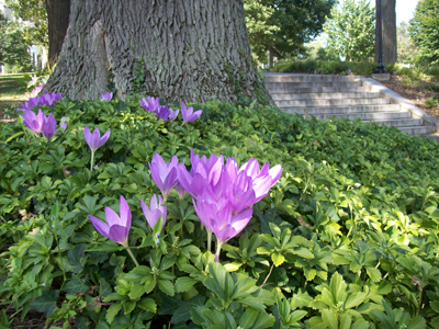 Colchicum 'Violet Queen'