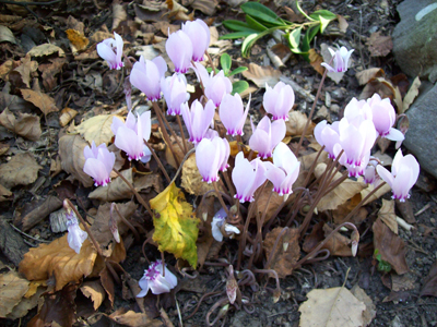 Cyclamen hederifolium pink form ii