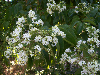 Heptacodium miconioides flower