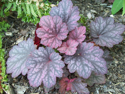 Heuchera 'Midnight Bayou'