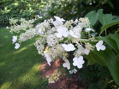 Hydrangea paniculata 'Kyushu'