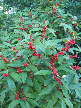 Ilex verticillata 'Winter Red'