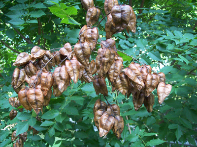 Koelreuteria paniculata 'Beachmaster'