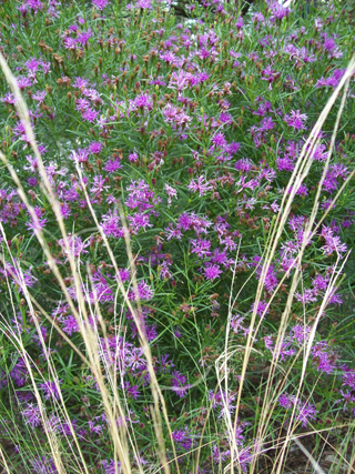 V. lettermannii 'Iron Butterflies' w Nasella tenuissima in foreground