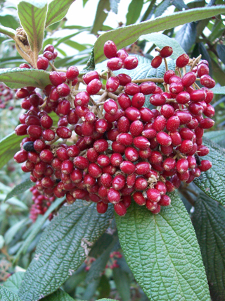 Viburnum rhytidophyllum 'Cree' fruit