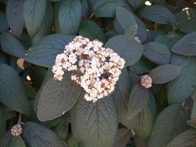 Viburnum x rhytidophyllum 'Alleghany'