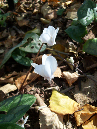 white Cyclamen hederifolium