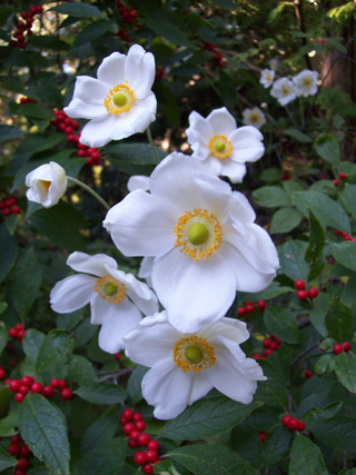 Anemone x hybrida 'Honorine Jobert' (2)