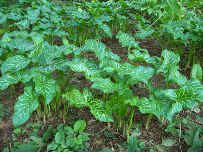 Arum italicum 'Pictum' grouping