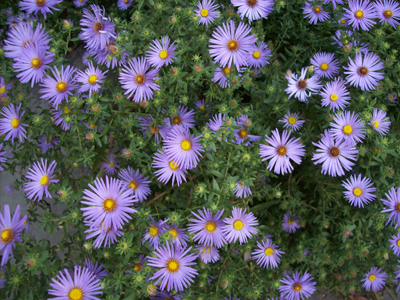 Aster oblongifolius 'Raydon's Favorite' ii