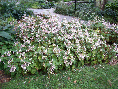 Begonia grandis 'Alba'