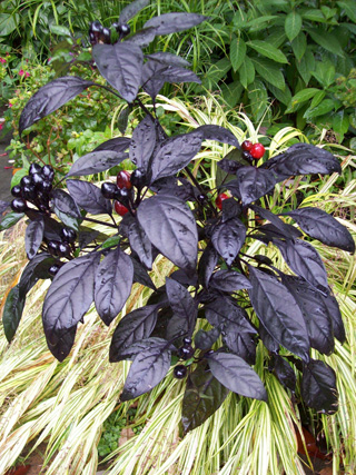 Capsicum annum 'Black Pearl' JWC (2)