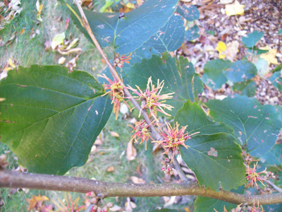 Hamamelis virginiana 'Mohonk Red'