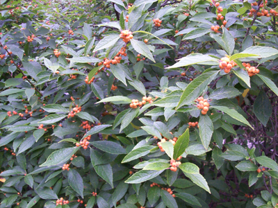 Ilex verticillata 'Winter Gold' ii