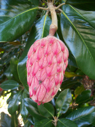 Magnolia grandiflora fruit (2)