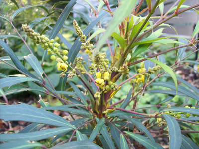 Mahonia eurybracteata