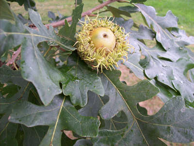 Quercus macrocarpa ii