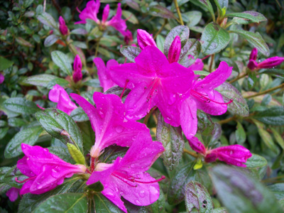 Rhododendron [Autumn Amethyst TM] = 'Conlee' JWC (2)