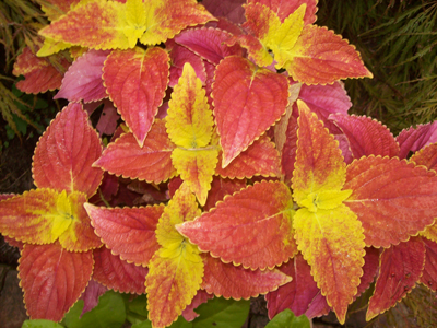 Solenostemon 'Alabama Sunset'