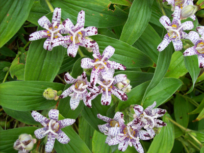 Tricyrtis hirta 'Variegata' ii