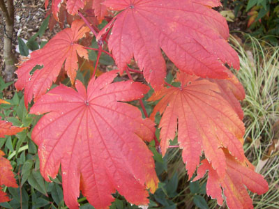 Acer japonicum 'Vitifolium' JWC