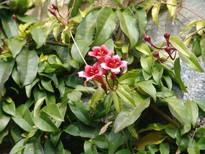 Bignonia capreolata 'Atrosanguinea' JWC (2)