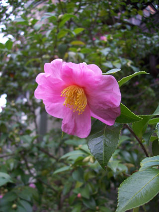 Camellia (Ackerman seedling 80-276) JWC