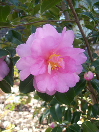 Camellia oleifera 'Winter's Interlude' JWC