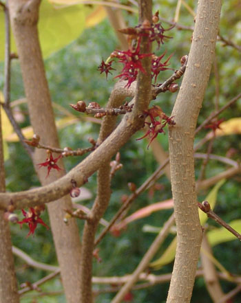 Disanthus cercidifolius flower JWC