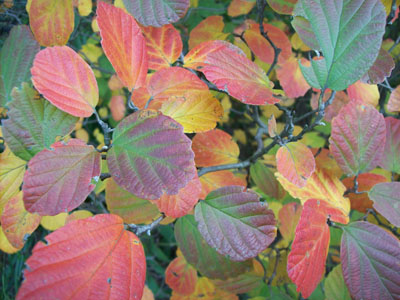 Fothergilla gardenii fall color close up JWC